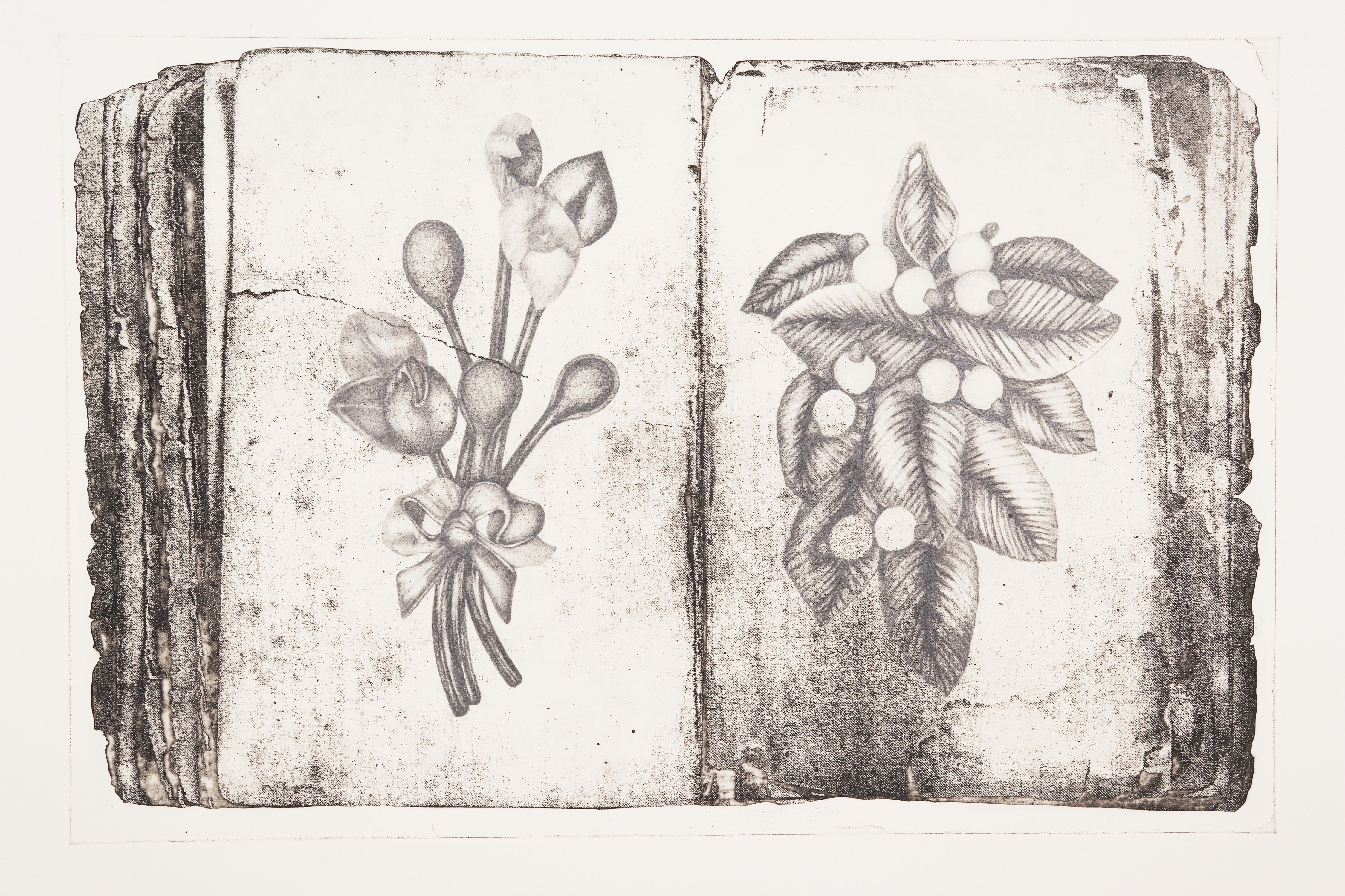 Jane Buyers' Chronicles #8 is a brown-grey etching of an open book displaying a fine-detailed botanical drawing