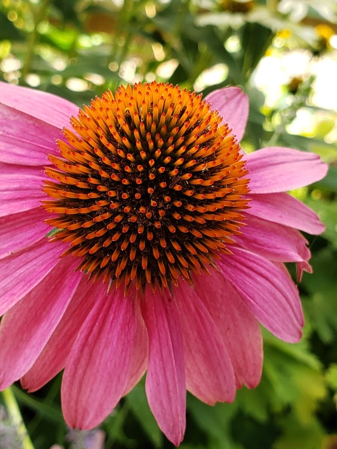 Close-up photo of an echinecea flower