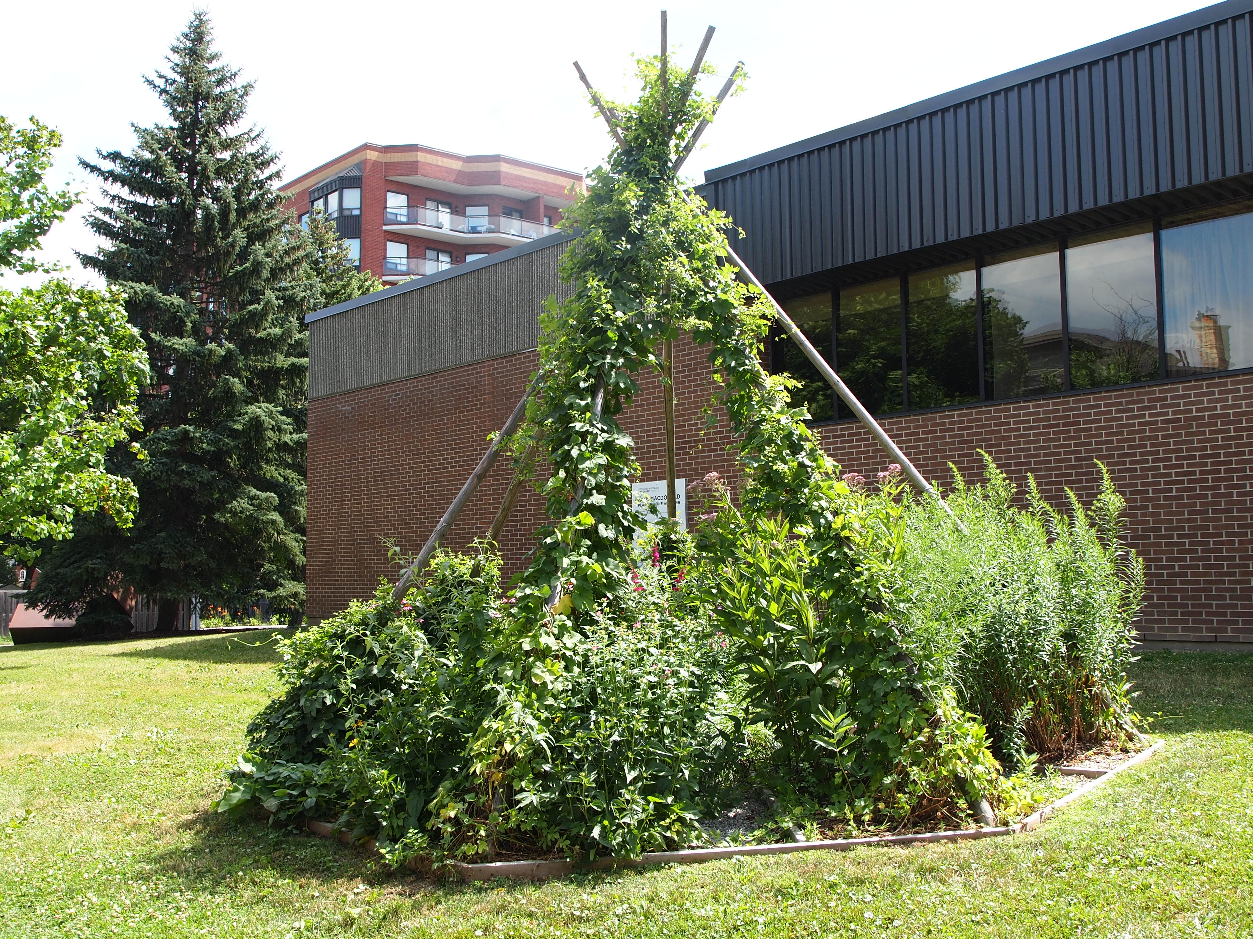 Photo of Mike MacDonald's butterfly and pollinator garden on the grounds outside KWAG, with thick growth of native plants and hops climbing a tall structure of seven tipi poles