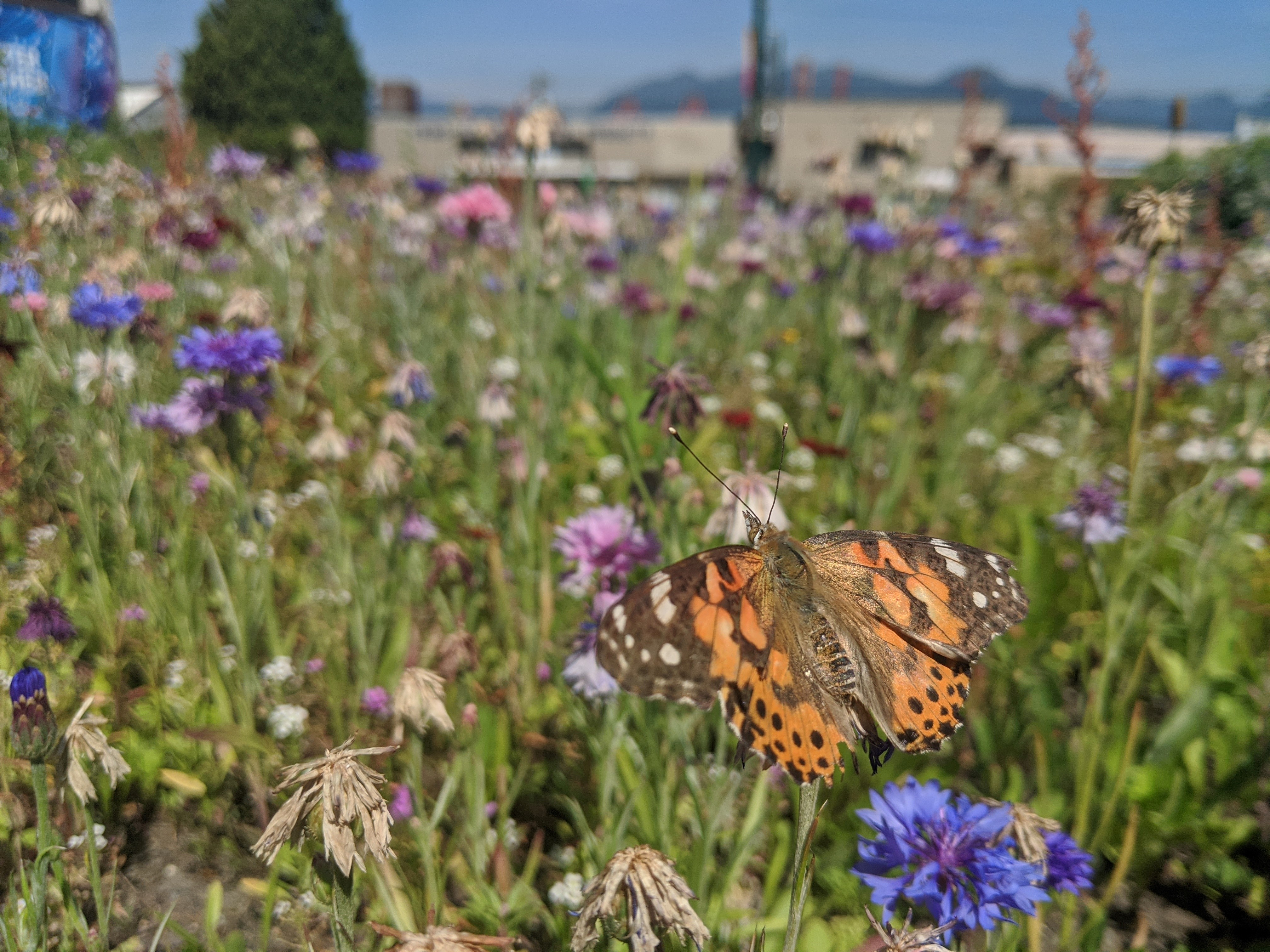 Close-up photograph of a butterfly perched among wildflowers with signs of low buildings in the far distance