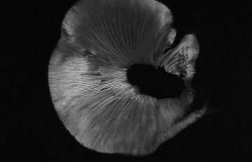 black and white photographic print of the bottom of a mushroom