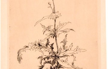 sketch of a plant