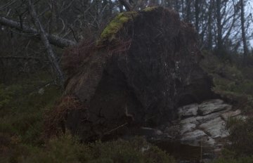 video clip of a large rock in the forest