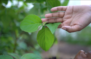 a black woman's hand in the air touching leaves in the forest