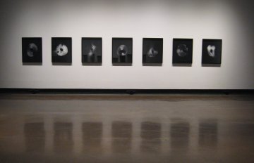 seven photo prints of the underside of a mushroom hanging on the wall