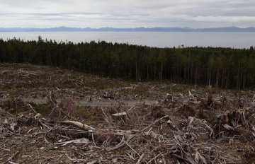 photograph of a part of a forest that has been cut down