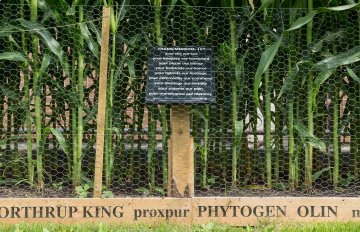 exhibition of a vegetable garden that contains corn, tomatoes, and other vegetables
