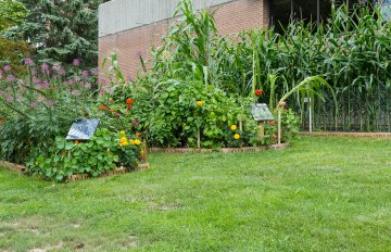 exhibition of a vegetable garden that contains corn, tomatoes, and other vegetables