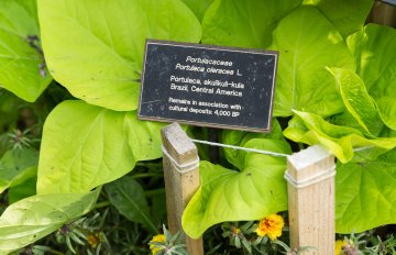 exhibition of a vegetable garden that contains corn, tomatoes, and other vegetables