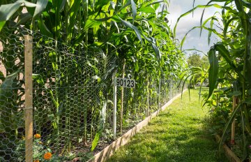 exhibition of a vegetable garden that contains corn, tomatoes, and other vegetables