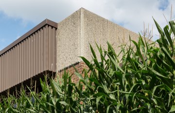 KWAG building in the bakground with a low angle shot of large corn plants