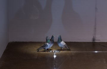 Installation shot of three pigeons standing on the gallery floor