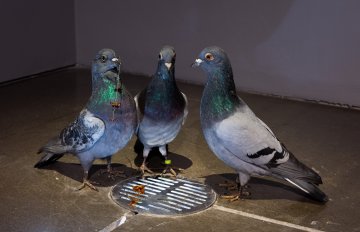 Three pigeons huddling together in dim lighting over a drain hole