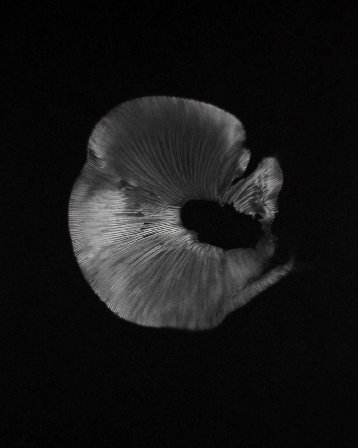 print photograph of the underside of a mushroom