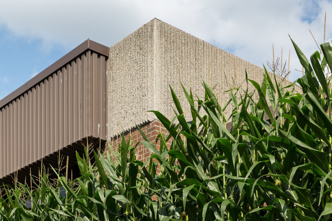 KWAG building in the bakground with a low angle shot of large corn plants