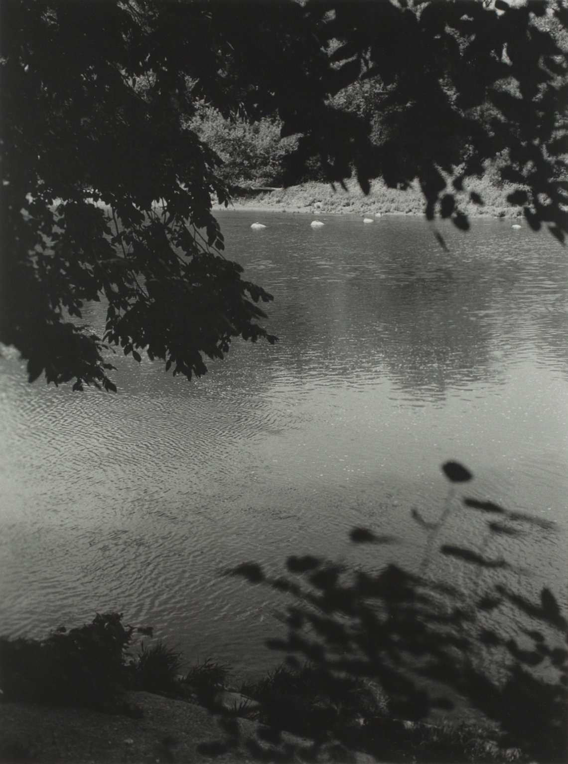Black and white image of the Grand River by Shelley Niro. Photo is taken from under a dark arrangement of tree branches
