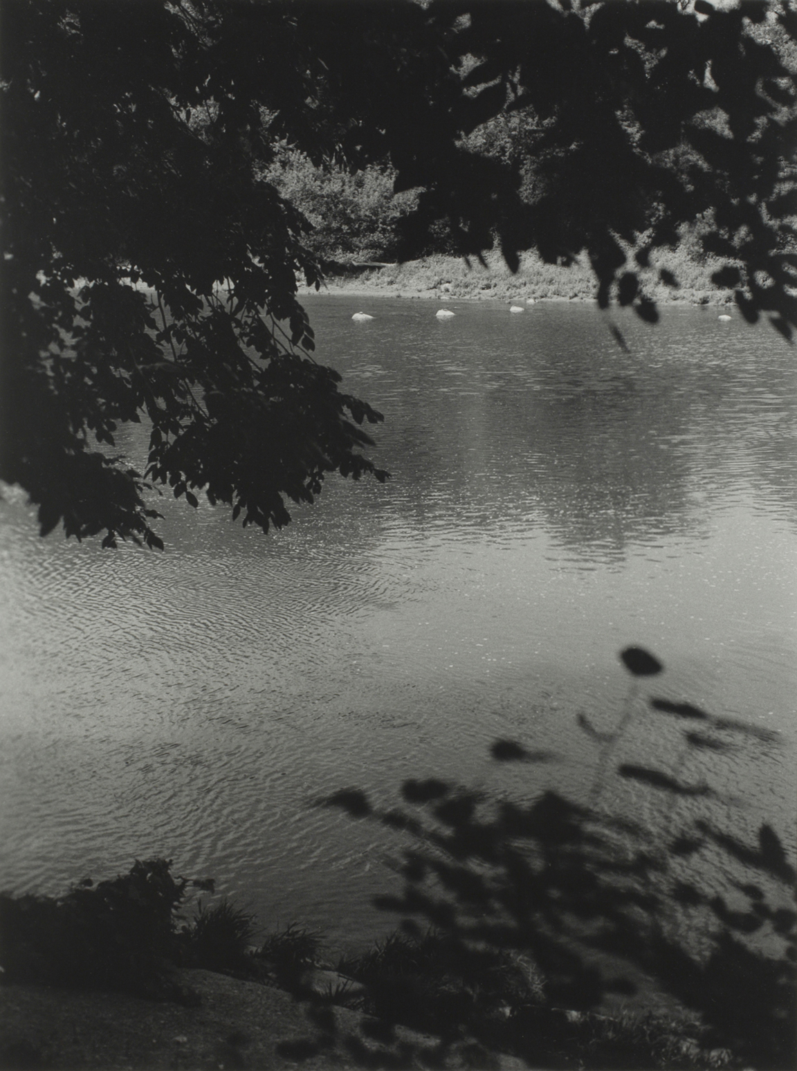 Shelly Niro's Return to Life is a black and white photograph offering a glimpse of the Grand River from beneath a silhouetted tree canopy on a wild shoreline