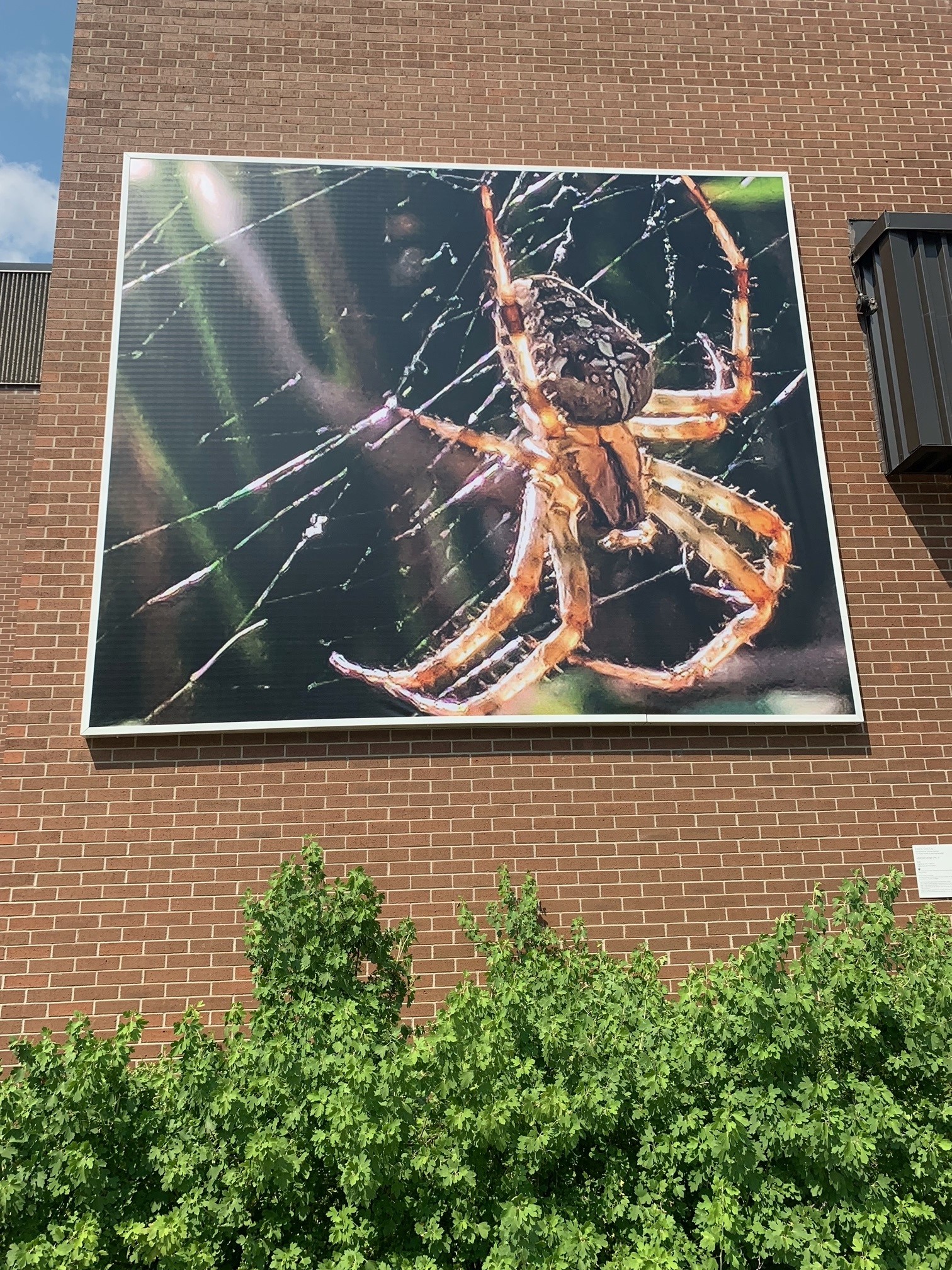 Close view of a large printed mural of a red spider spinning its web installed on a brick wall with greenery growing below